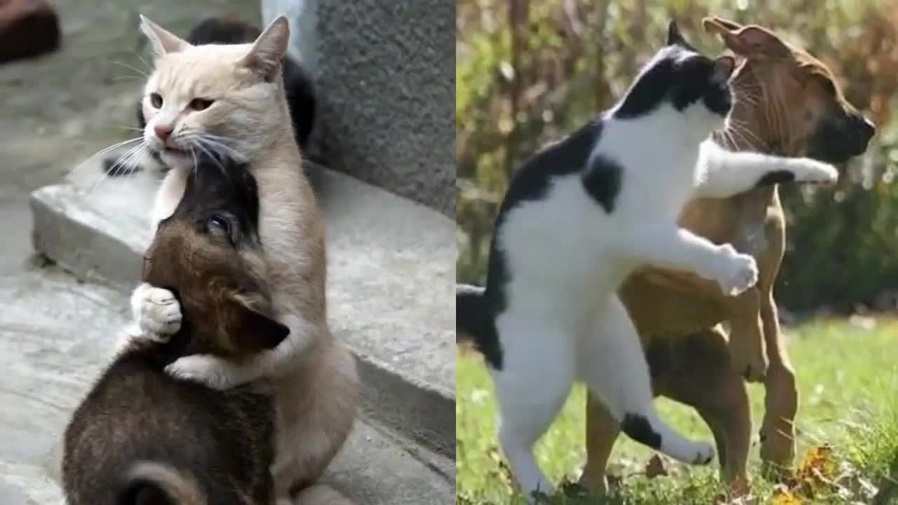 Funny and Cute moments of cats and dogs playing together