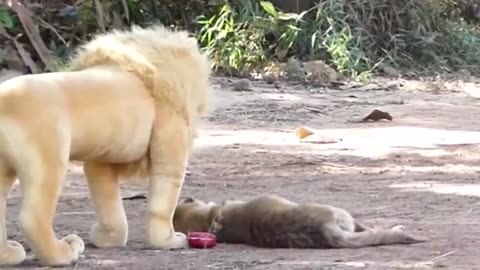 Dog gets trolled with fake lions!!!