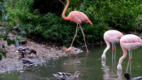 Flamingos in a pond