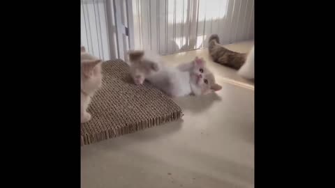 Funniest Animals - Best Of The 2021 Funny Animal Videos #79