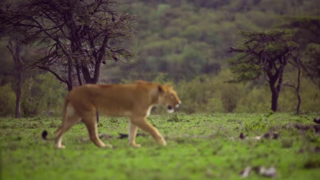 Lioness Walking Through Scrubland 02