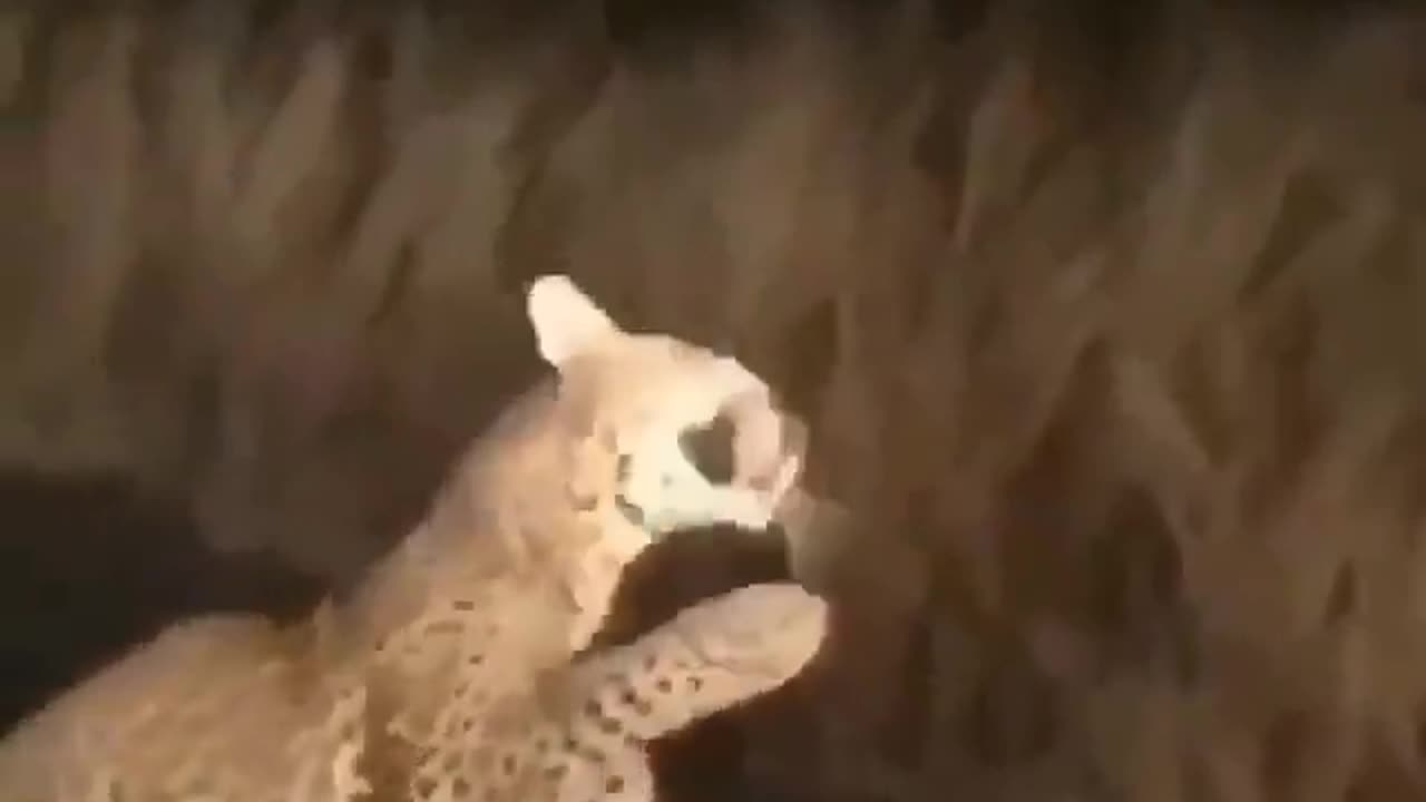 Leopard tries to eat😂 a Porcupine!