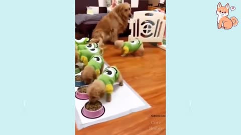 Cute Puppies Cute Funny and Smart Dogs| Cute Buddy