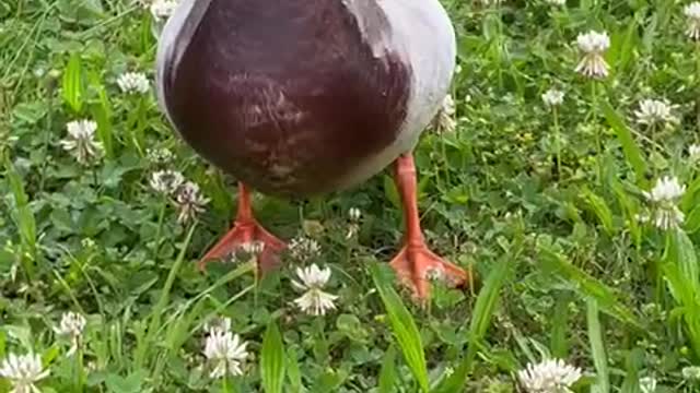 ducks and swans family