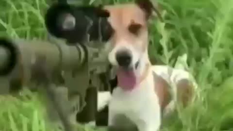 Dog And Squirrel Shootout
