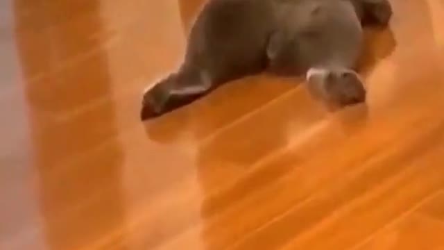 funny cat videos - Funniest cats and dogs 🐶🐱 #10 #shorts