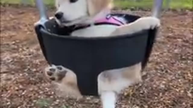 Funny dog