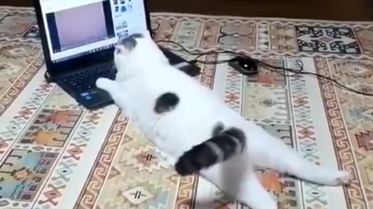 Cute cate watching YouTube