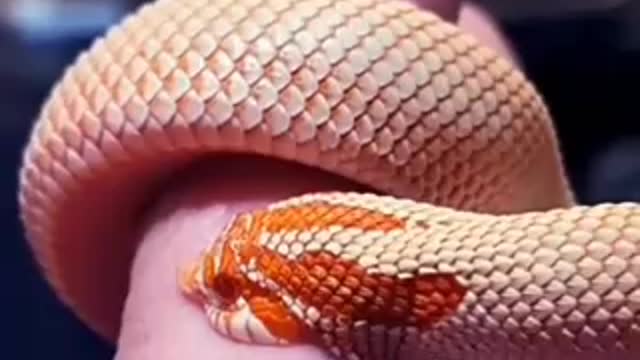 Snake Bite