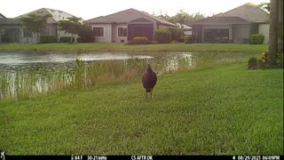 Wild Turkeys on trail cam