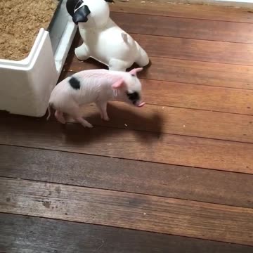 Cerdito juega con su amigo "bulldog"