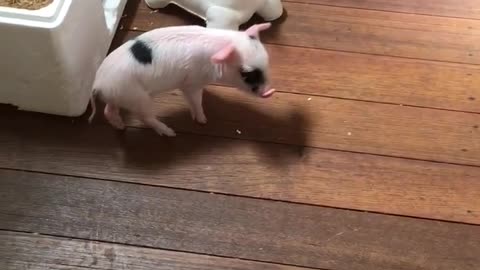 Cerdito juega con su amigo "bulldog"