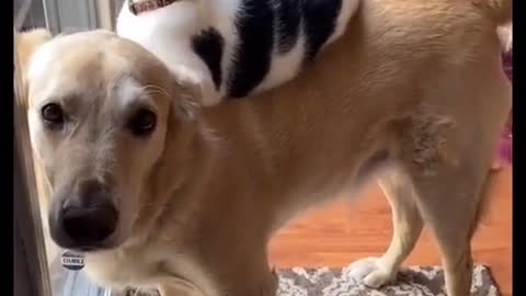 Funny dog and cat