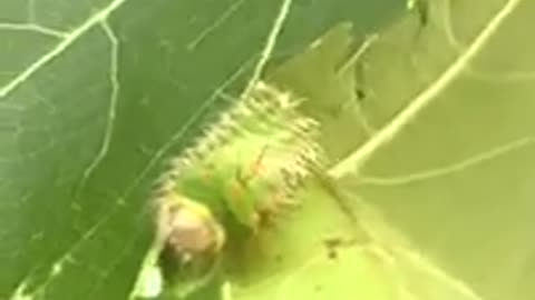 Polyphemus Moth Caterpillars