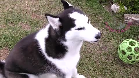 The Best Husky Compilation - Super funny!