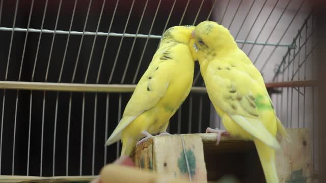 Parrots kissing