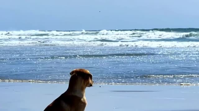 Facing the sea