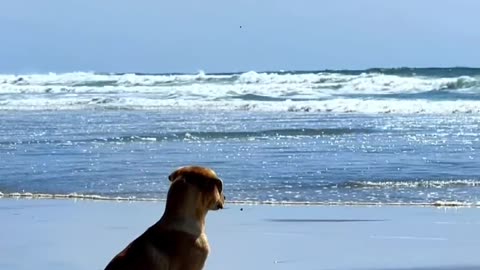 Facing the sea