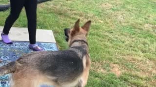 German Shepard playing