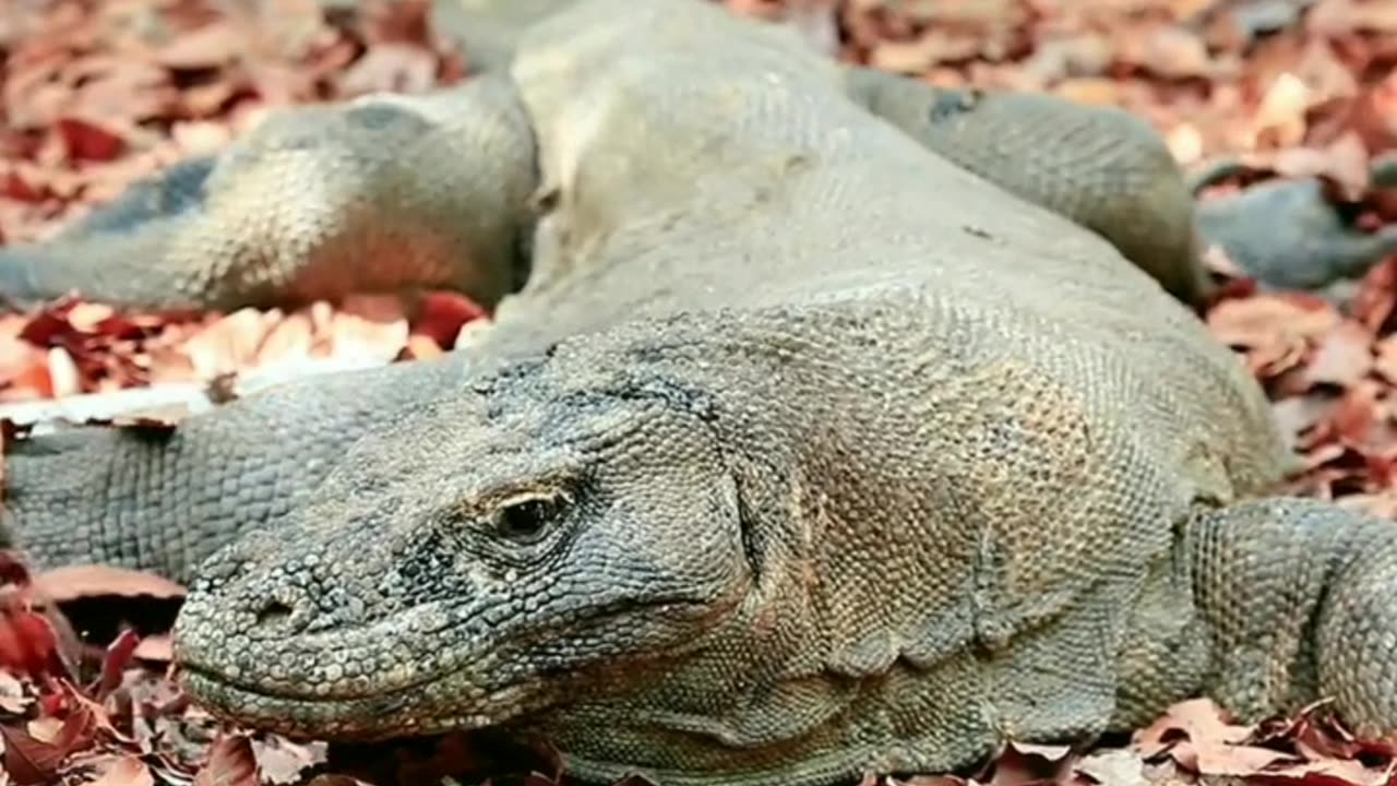 Fakta tentang Komodo