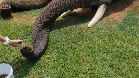 Footage of People Feeding The Elephants