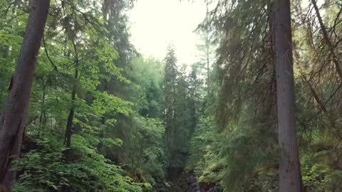 Cave hidden in a forest