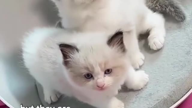 Kitten cute