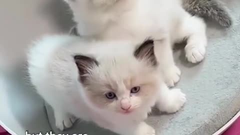 Kitten cute