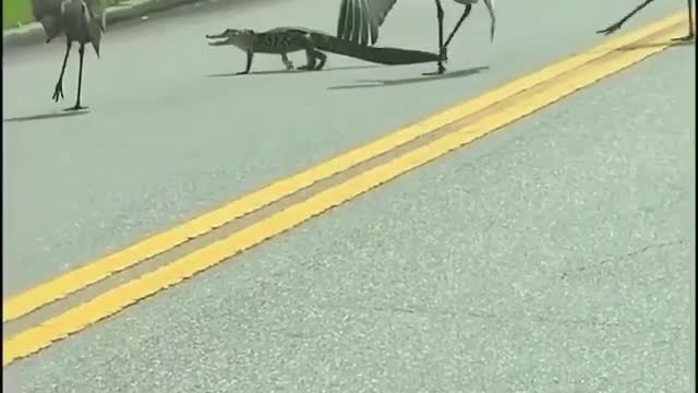 Chasing an alligator Across the street