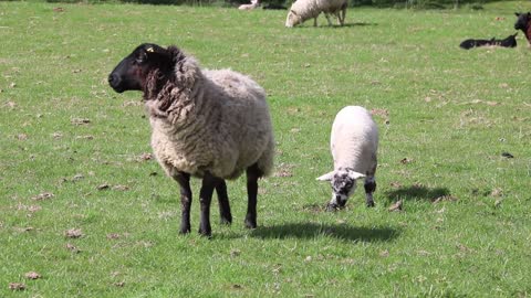 Sheep walking