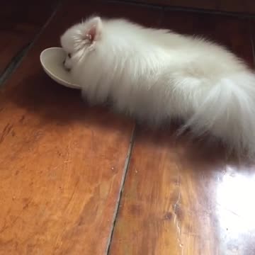 Perro "ayuda" con los platos sucios