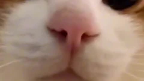 Amazing cat 🐈 trending video
