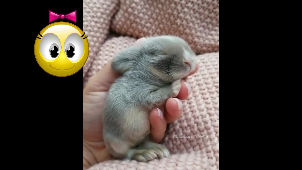 Videos Compilation - Cute animals