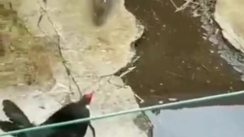 Chicken vs Mouse fight