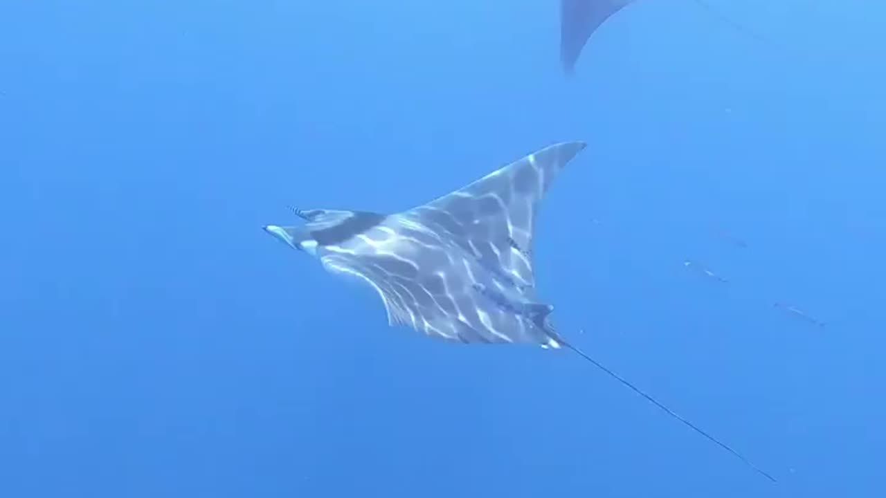 Some covid 19 free Devil Ray action Northlands East Coast.