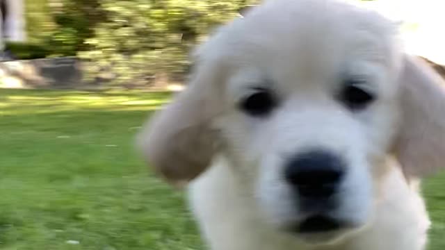 Cute dog 🐕🐕 amazing videoo 🥰🥰💋😍😍😍