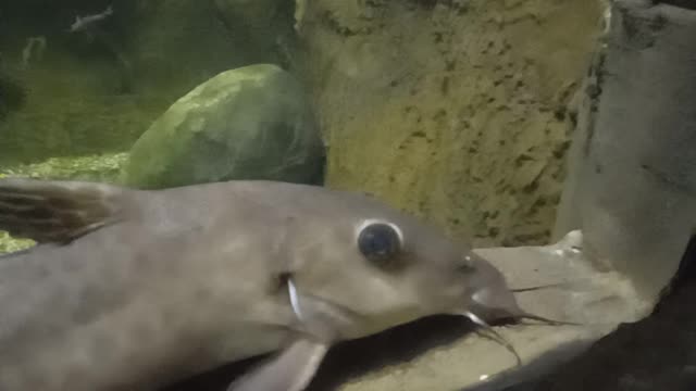 aquarium #fish #relaxingmusic #4k #aquariumrelax #coralreef #underwater