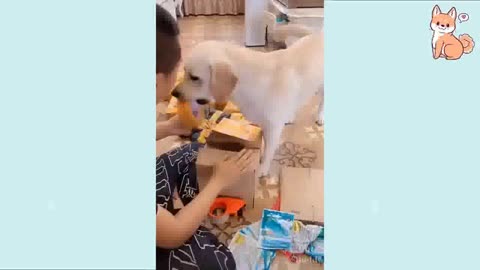 dog helps man with taping boxes