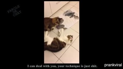 It is very heavy crash for cats