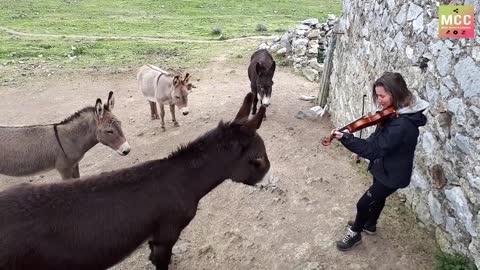 Donkeys love the Violin