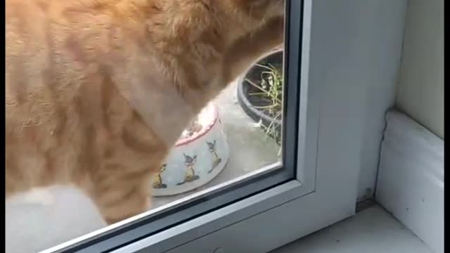 Ginger cat wants to come in because its raining