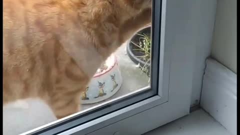 Ginger cat wants to come in because its raining