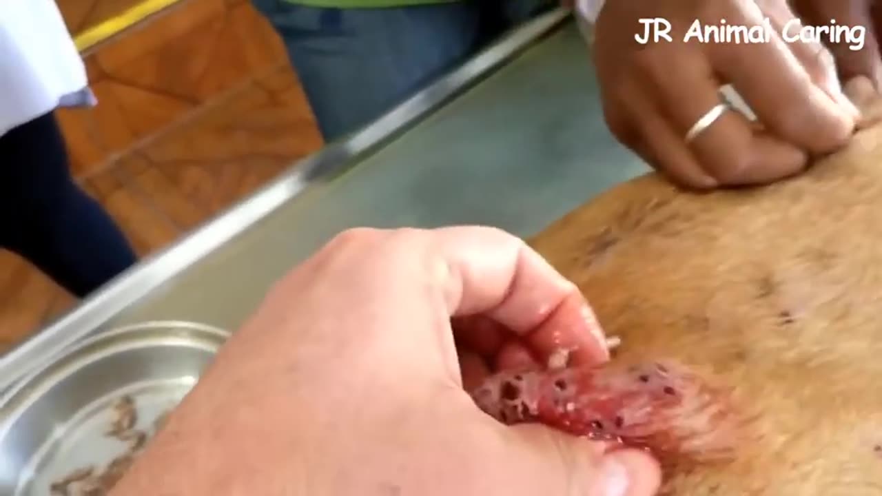 Mango worms all over the poor dog rescured। How to remove mango worms from dog। Parasites treatment