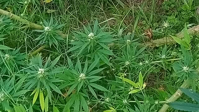 English versión of antifungus move cannabis plants