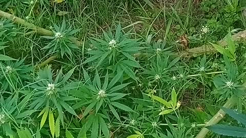 English versión of antifungus move cannabis plants