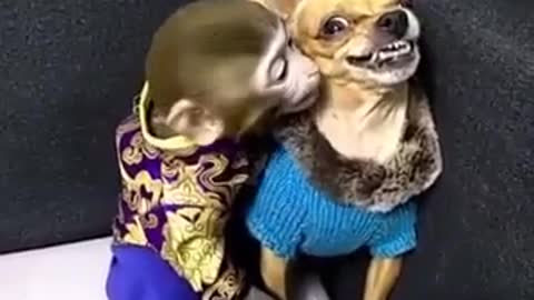 Monkey and dog funey vedio