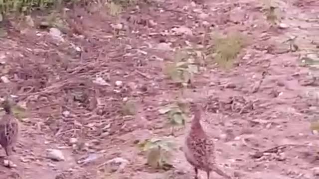 Mother pheasants and young pheasants out to eat