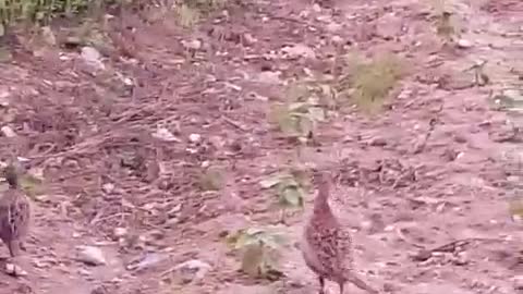Mother pheasants and young pheasants out to eat