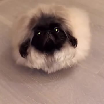 Dog?🐶Cat?🐱Sheep