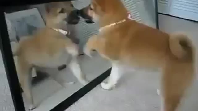 Golden Retriever puppy freaks out over hair brush